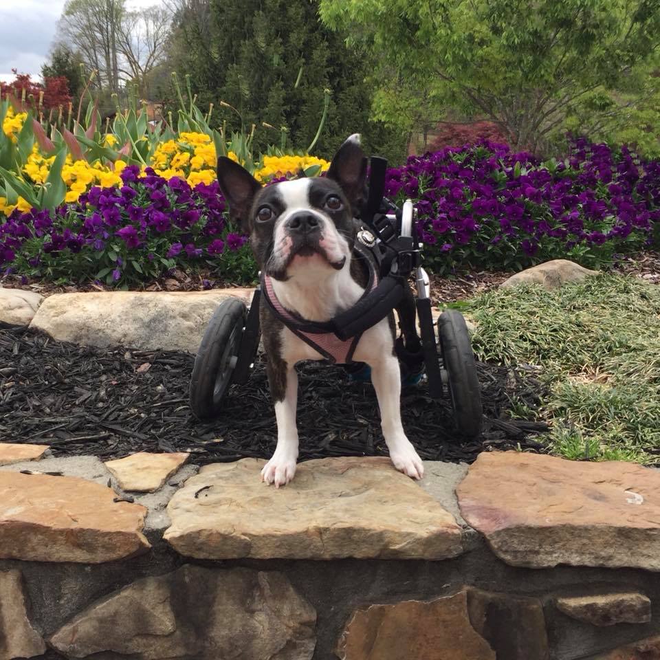 Introduction: Jessie's Story