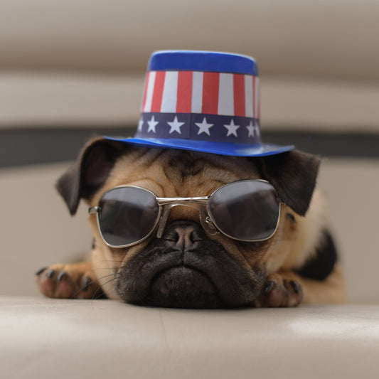 Introduction: Desdemona the Pug