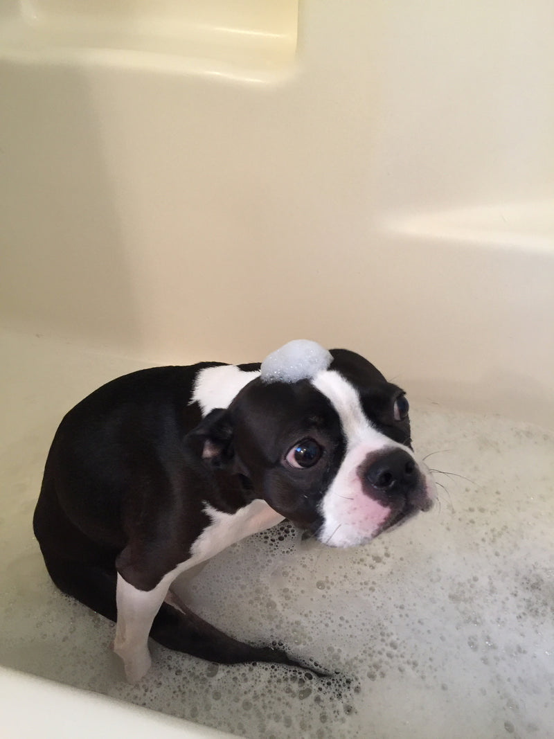Boston Terrier sitting in a bubble bath