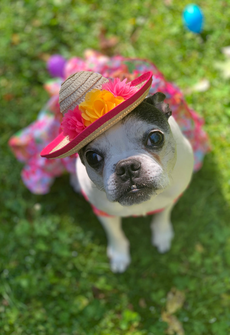 Boston Terrier puppy wearing a floral sunhat and dress
