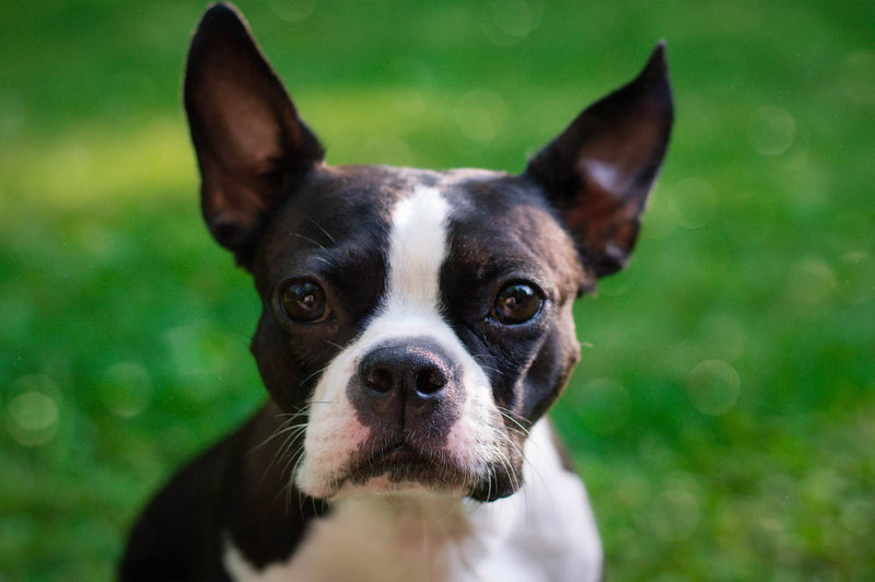 Boston Terrier outdoor portrait with green background