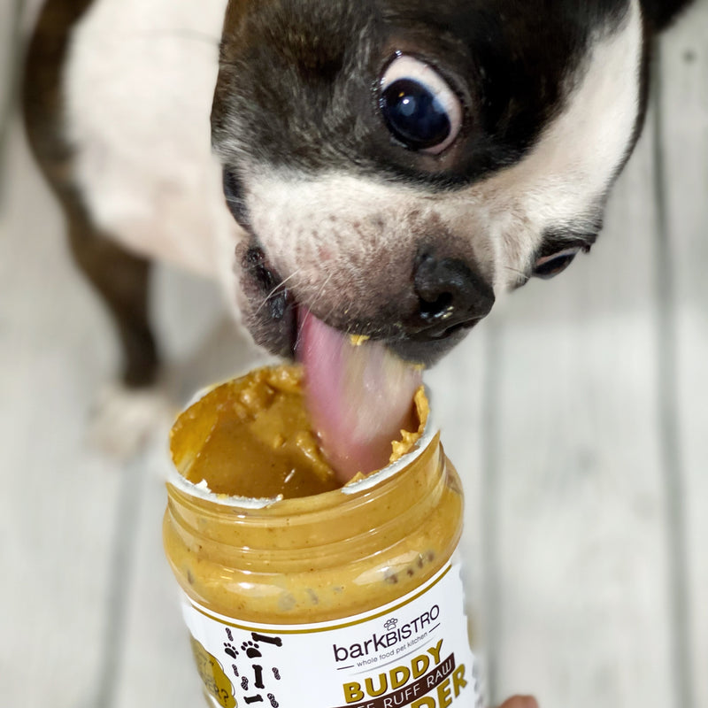 Boston Terrier eating peanut butter from a jar