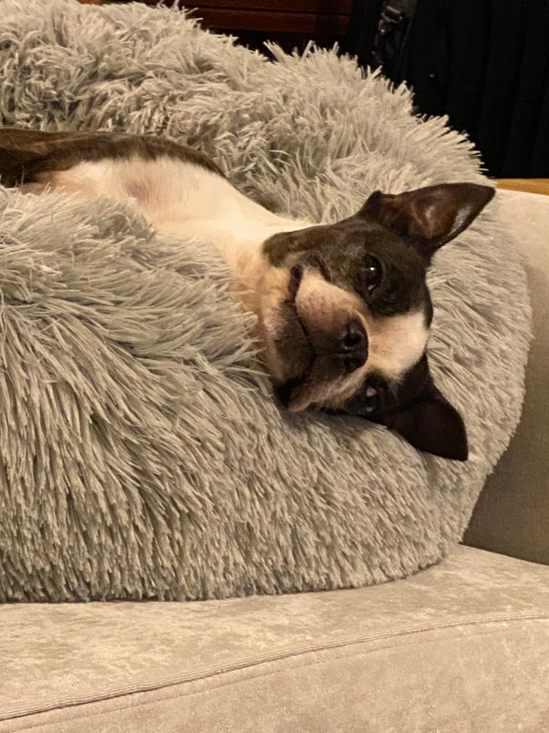 Close-up portrait of a Boston Terrier on a cozy blanket