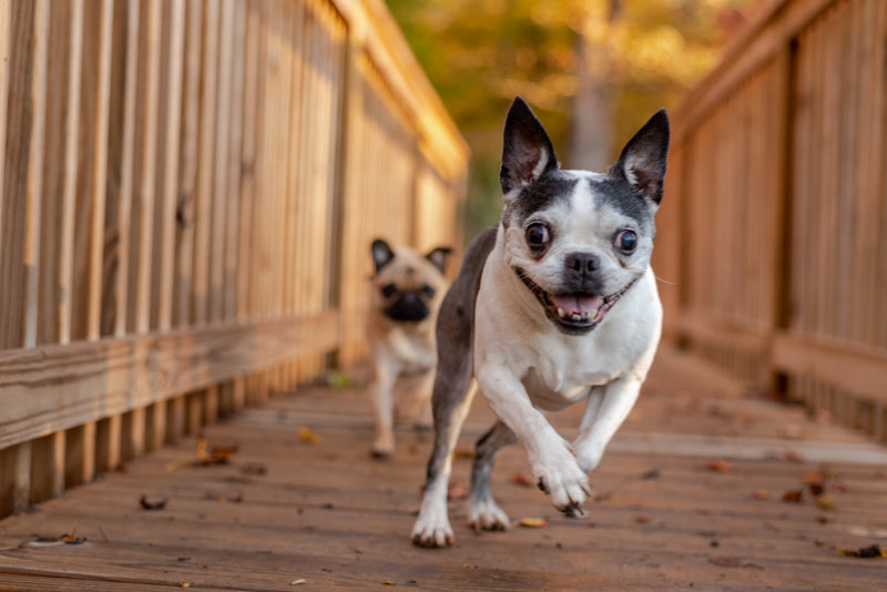 Boston Terrier running with a pug on a wooden deck