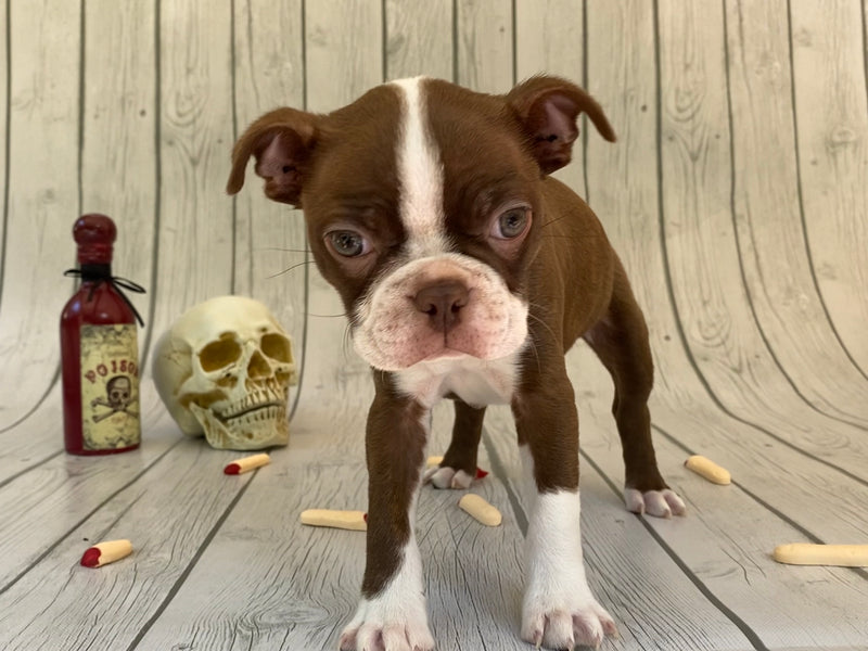 Chocolate Boston Terrier puppy with Halloween props