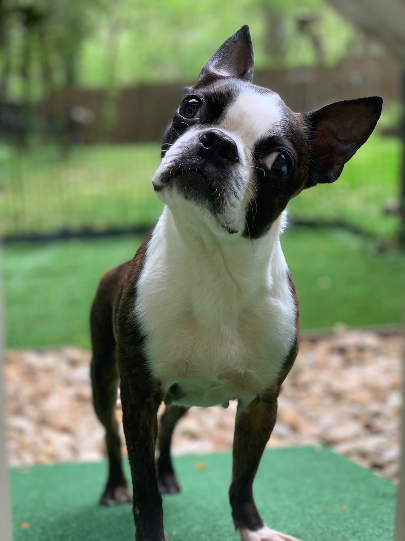 Boston Terrier standing outdoors looking up