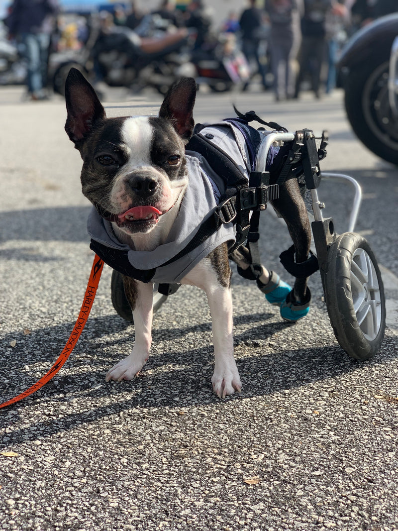 Boston Terrier using a wheelchair for mobility support