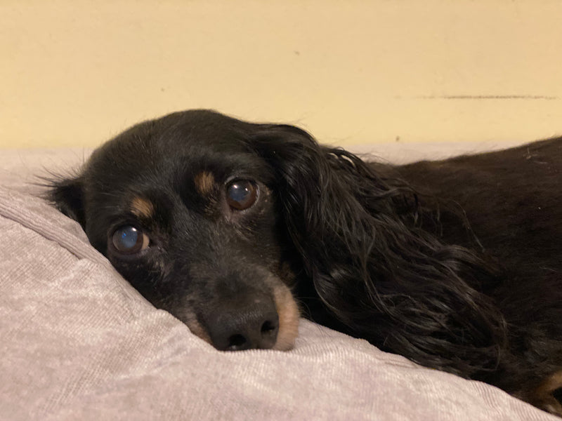 Close-up portrait of a black and tan dachshund