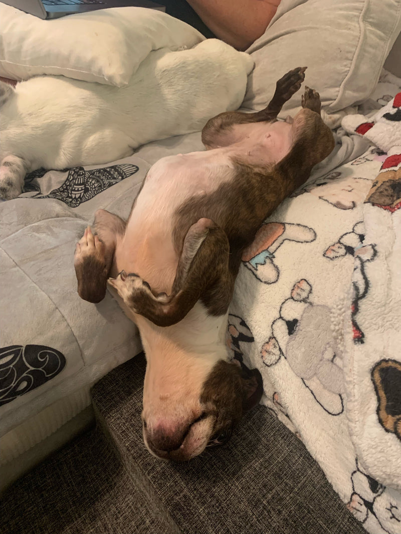 Dog sleeping upside down on the couch