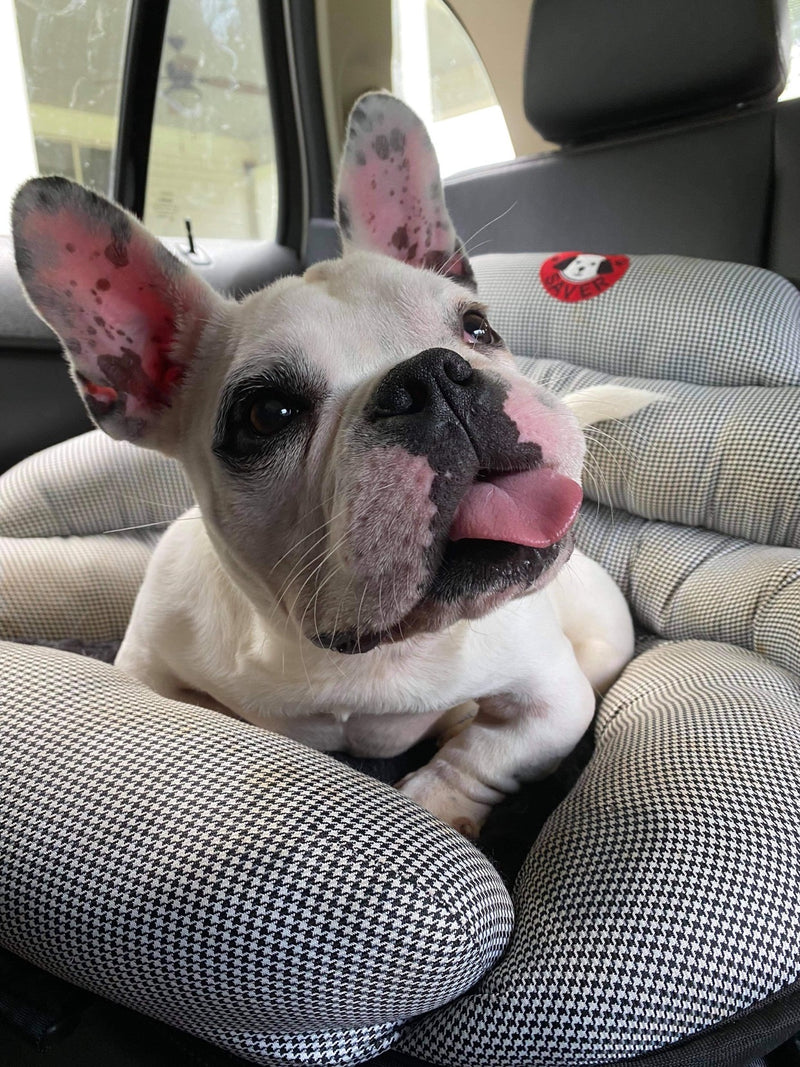 French Bulldog riding in the car with tongue out