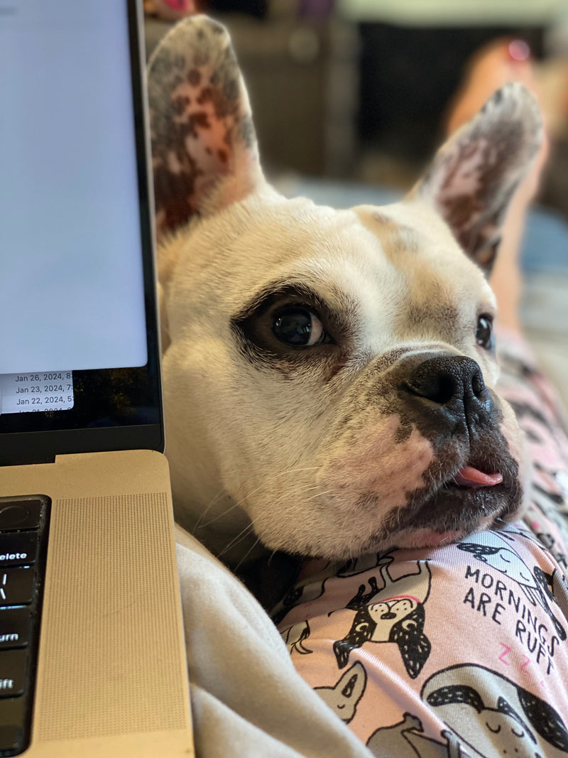 French Bulldog resting cozily next to a laptop