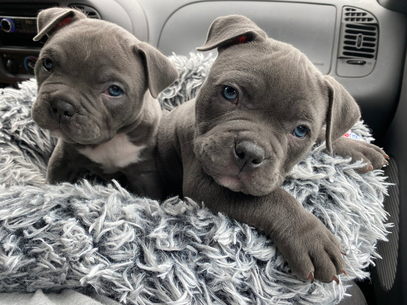 Two gray puppies riding together in the car