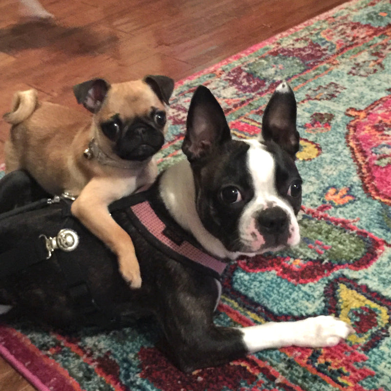Pug puppy and Boston Terrier puppy together on a rug