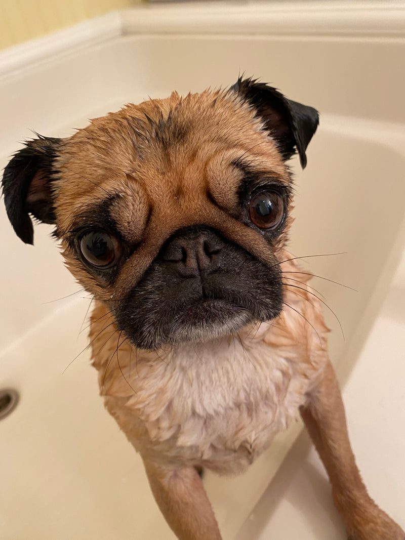 Wet pug close-up during bath time