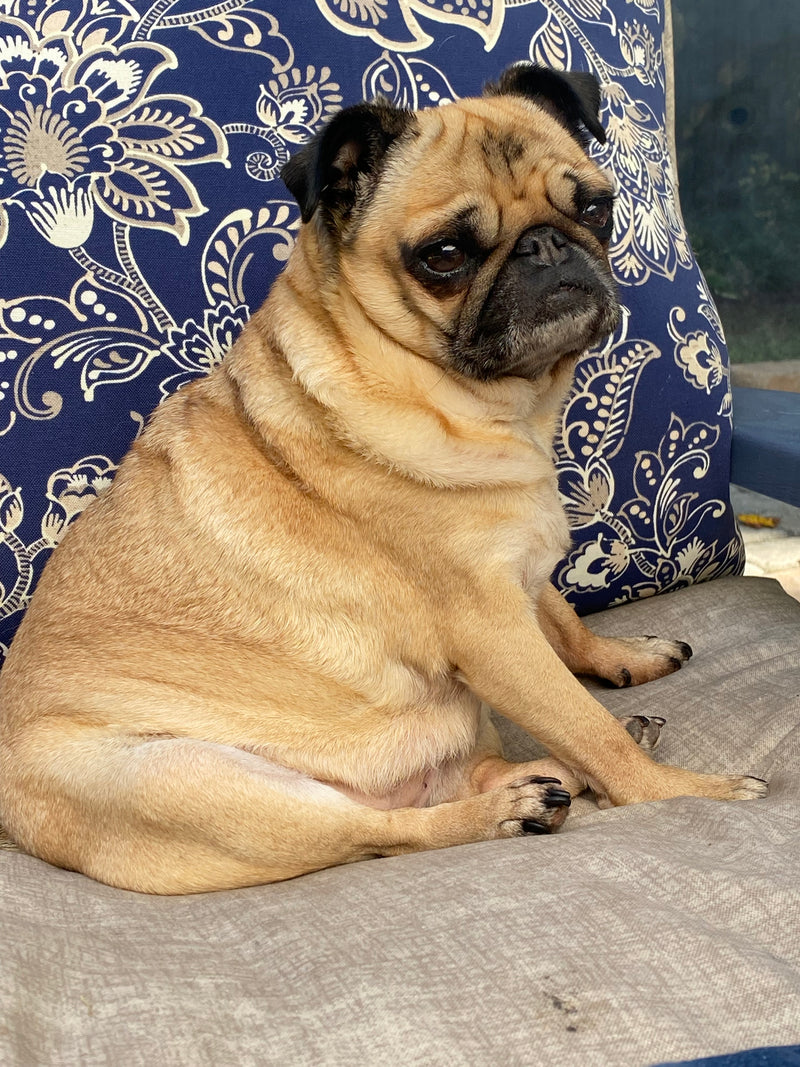 Playful pug relaxing on a patterned cushion