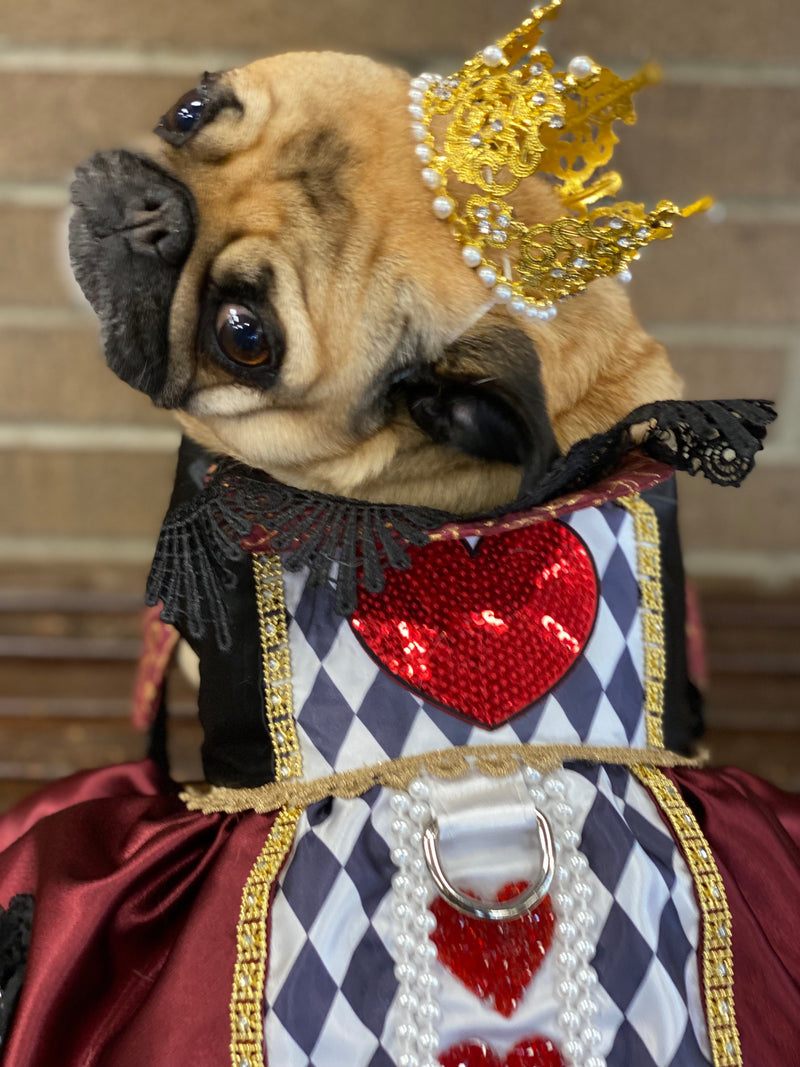 Pug dressed as the Queen of Hearts with a gold crown