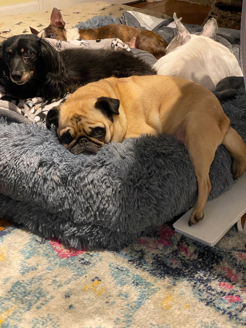 A pile of rescue dogs together on a dog bed