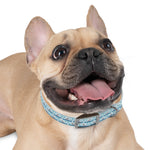 Fun Fins Personalized Dog Collar