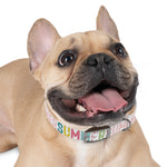 Summer Personalized Dog Collar