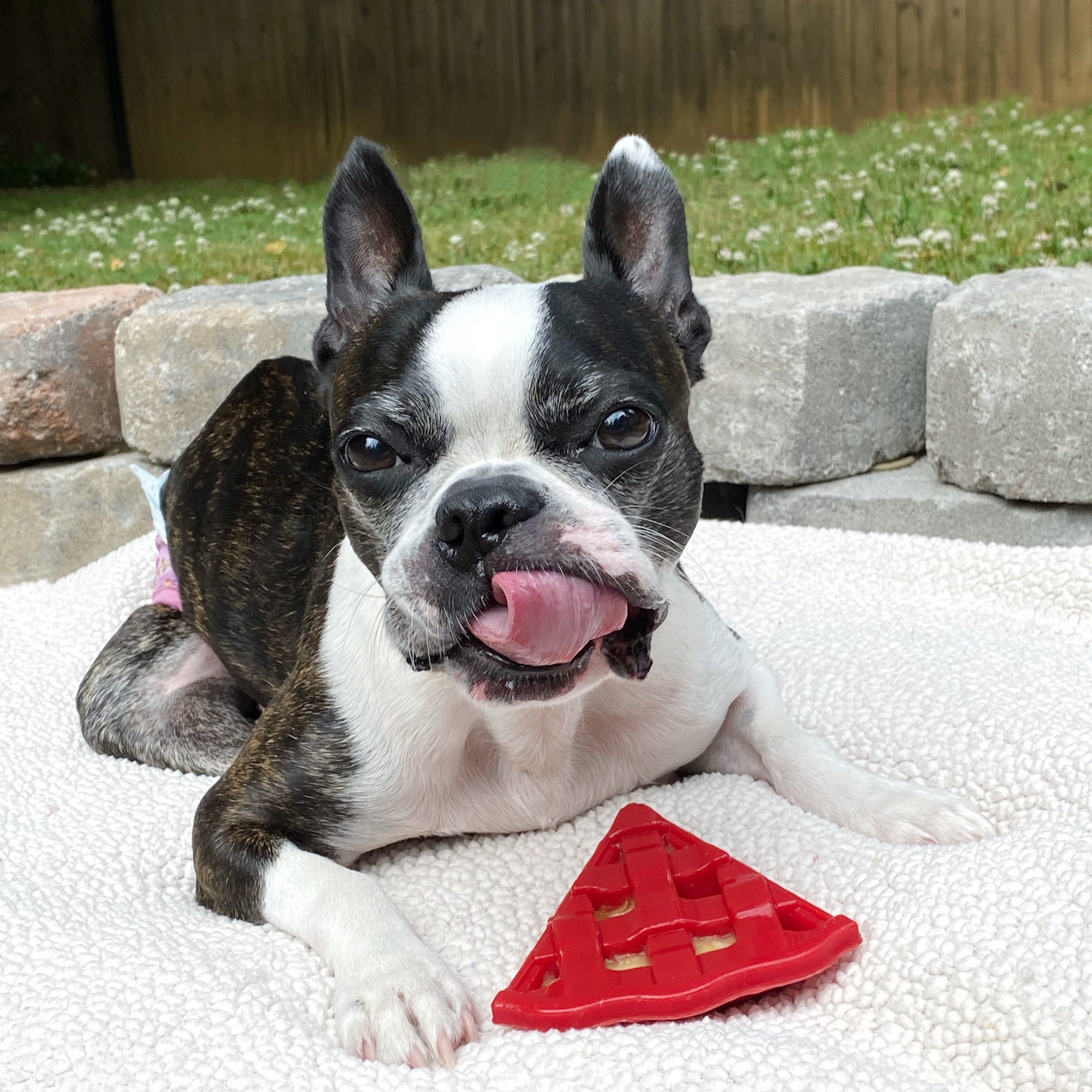 Cherry Pie Enrichment Toy