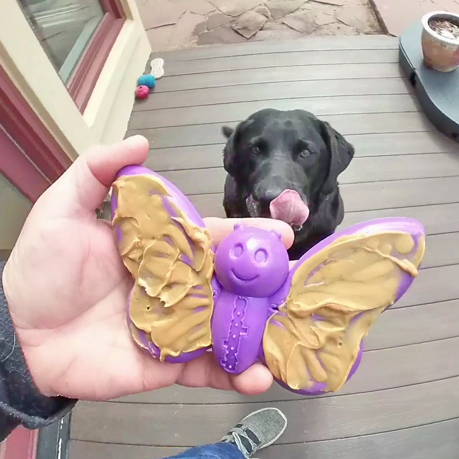 Butterfly Enrichment Toy